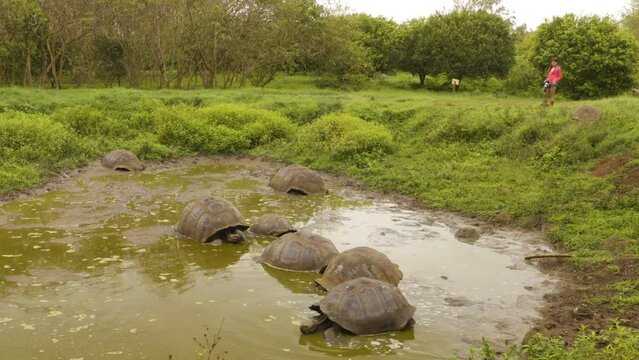 Galapagos Giant Tortoises on Santa Cruz Island in Galapagos Islands