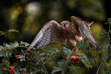 Common kestrel sitting on the branch of rowanberries