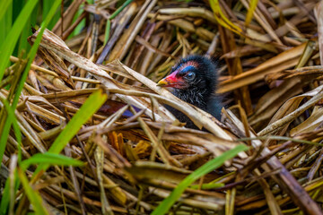 Moorhen Chick © Sunil Singh
