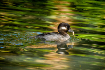 Bufflehead (Bucephala albeola)