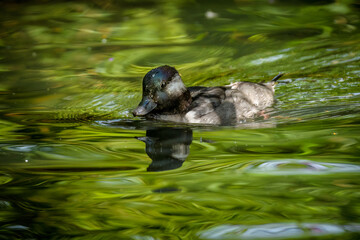 Bufflehead (Bucephala albeola)