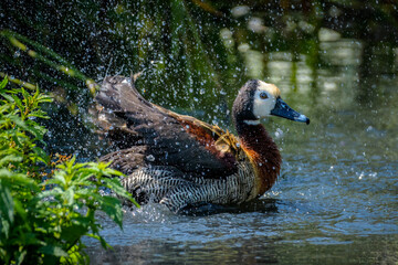 whistling duck, White-faced