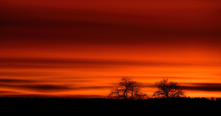 Autumn red sunset with trees on he horizon