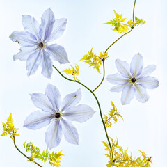 Lavender clematis flowers on a white background 