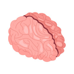Human Brain Anatomy Composition