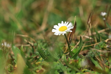 Daisy flower on meadow