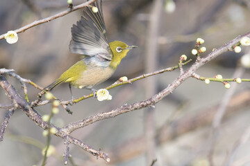 メジロと梅 © KsDesign