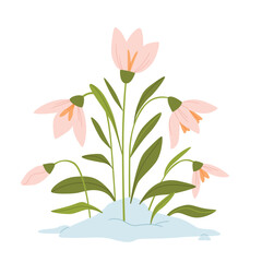 Snowdrops blooming through the snow.Spring flowers.Hand drawn flat illustration.Hand drawn flat illustration.