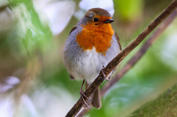 European robin 
