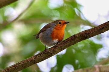 European robin 
