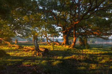 meadow with oaks in the morning sun