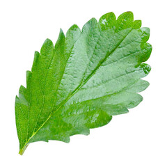 Strawberry leaf isolated on transparent background PNG file format.