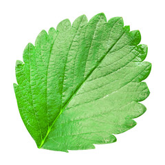 Strawberry leaf isolated on transparent background PNG file format.