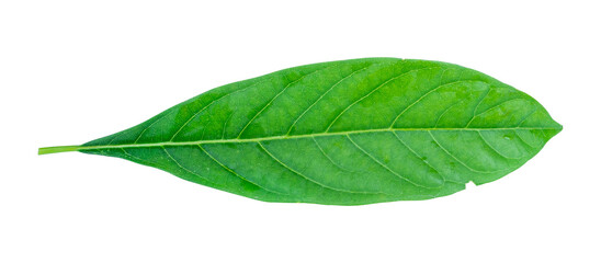 Avocado leaf isolated on transparent background PNG file format.