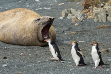 Elefant seal and Royal penguins on the beach