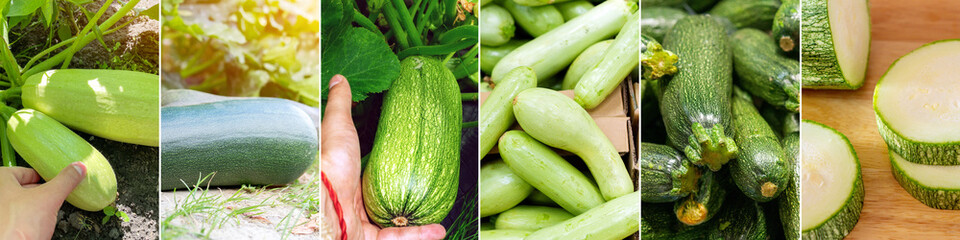 Collage organic harvest of zucchini growing in the garden.