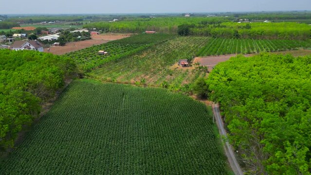 Landing on the filed In Tay Ninh city Vietnam 4K Video