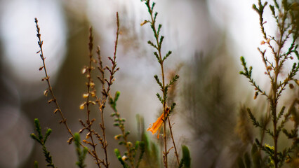 Macro de bruyères et de fougères sauvages, dans la forêt des Landes de Gascogne