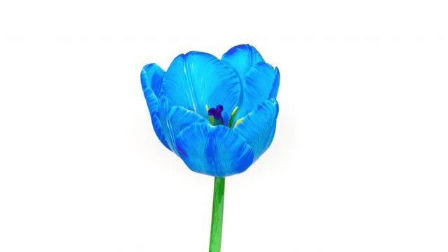 Blue Tulip Blooming on a White Background in Time Lapse. Tender Spring Flower Moving Petals in Timelapse. Food Coloring