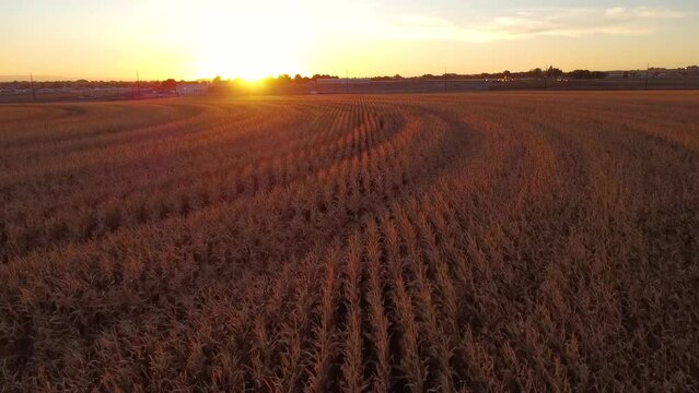 Drone video flying over corn field during sunset in the fall.