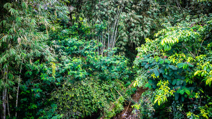 small river with green trees