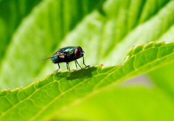 A close-up macro picture of a fly on a bright green leaf