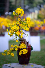 Yellow apricot flower at Tao Dan Spring Flower Festival in Ho Chi Minh city, Vietnam