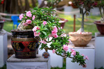 Tao Dan Park, Ho Chi Minh City, Vietnam - The beauty of bonsai pots hopeana Benth in a flower contest on New Year's Day at Tao Dan Park, HCM city, Vietnam