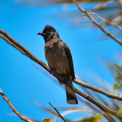 bird on a branch of the tree 