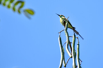 bird on a branch of the tree 