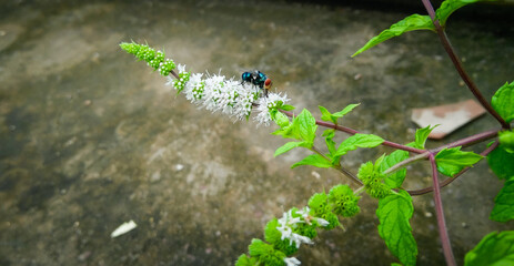 ladybug on a green leaf, housefly sitting on mint plants flower, nature photography, natural gardening background, floral wallpaper 