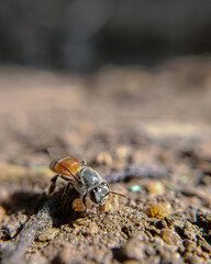 the bug on the ground