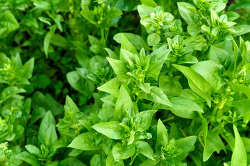 Green spinach growing in the garden on a vegetable farm. Healthy food in your own kitchen garden