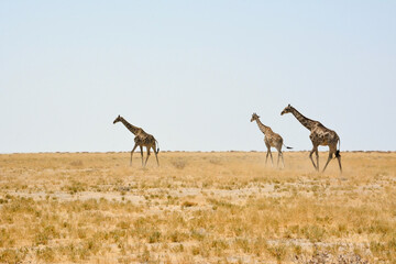 Three giraffes walk on the dry Namibian savanna in Africa against a clear sky