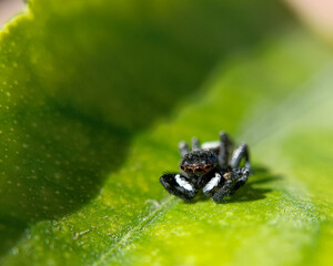 spider on a green leaf
