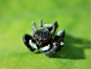 spider on a green leaf