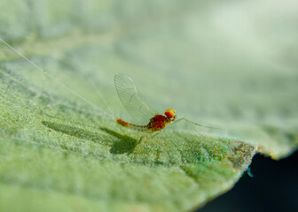 red dragonfly on a green leaf