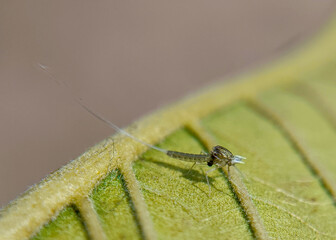 dragonfly on a green leaf