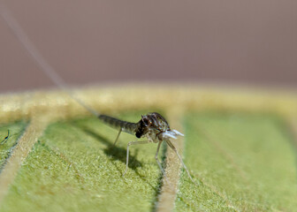 dragonfly on a green leaf
