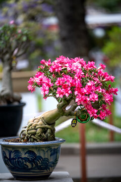 Tao Dan Park, Ho Chi Minh City, Vietnam - image of adenium flower pots are displayed at a flower contest Tao Dan Park in lunar new year in Ho Chi Minh city, Viet Nam