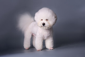 Bichon frise after a haircut in a grooming pet salon . Studio photo