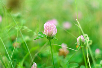 Trifolium pratense, red clover, is herbaceous species of flowering plant in beat family Fabaceae, Selective focus.
