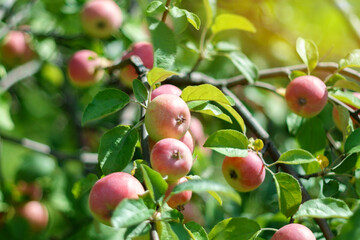 Ripe red apple from a tree in the middle of an apple orchard. Autumn garden, ready for harvest. Selective focus