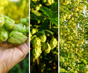 Green fresh Hops plant growing. Collage. Making beer and bread. Square format