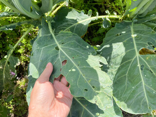 Cauliflower leaves with holes from caterpillars. Harvest destruction by cabbage worm