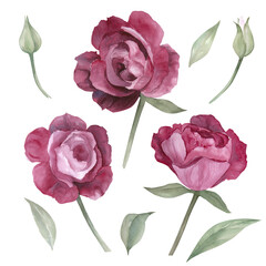 Watercolor illustration of magenta peony roses flower set isolated