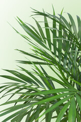 Close-up of Chrysalidocarpus palm leaves