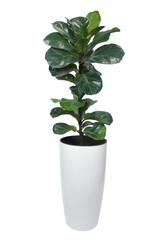 Potted Ficus lyrata ''Bambino" with shining leaves in the high modern cachepot isolated