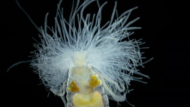 Worm Polychaeta of family Terebellidae under the microscope, phylum Annelida. Numerous, long tentacles wriggle like snakes in search of food particles. Red sea