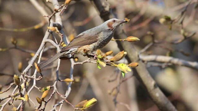 Bulbul eating food